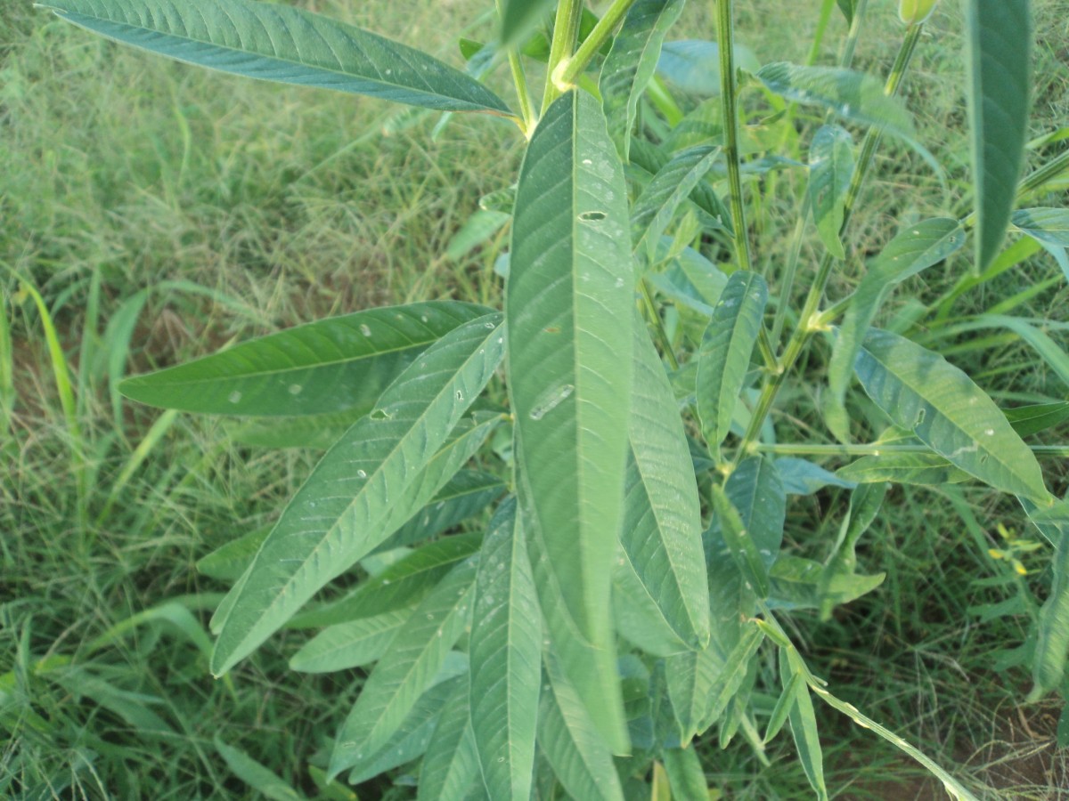 Crotalaria juncea L.